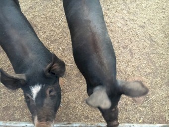 Berkshire pigs