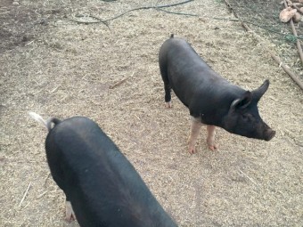 Berkshire pigs