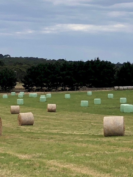 100 x 2021 Good Quality Pasture Silage
