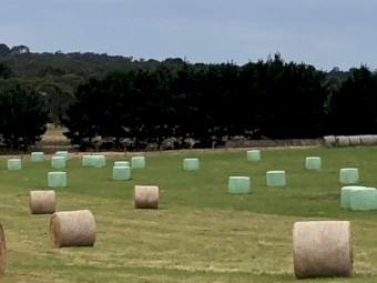 100 x 2021 Good Quality Pasture Silage