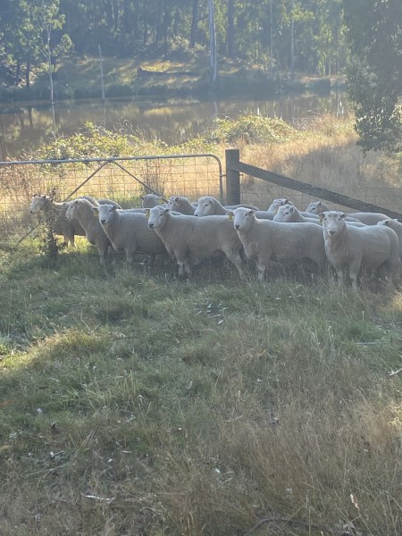 Perendale Rams