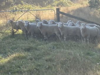 Perendale Rams