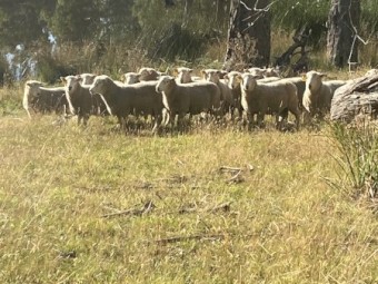 Perendale Rams