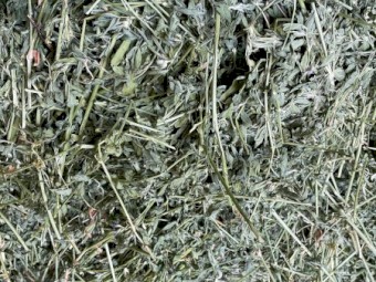 Prime Lucerne Small Squares