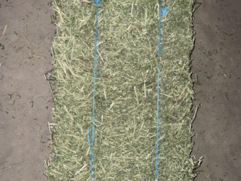 Prime Lucerne Small Squares