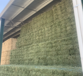 Prime Lucerne Small Squares