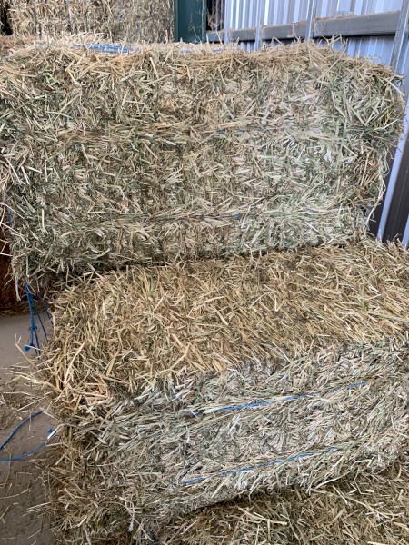 Rye/Lucerne Small Squares