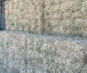 Rye/Lucerne Small Squares