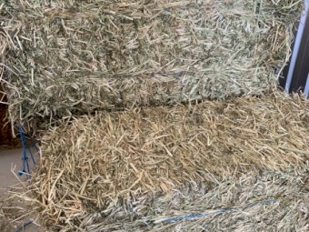 Rye/Lucerne Small Squares