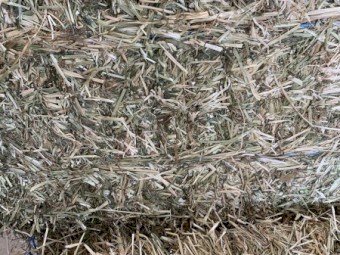 Rye/Lucerne Small Squares