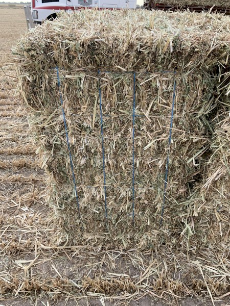 Oaten Hay - Small Squares