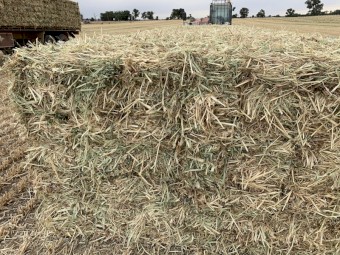 Oaten Hay - Small Squares
