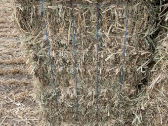 Oaten Hay - Small Squares
