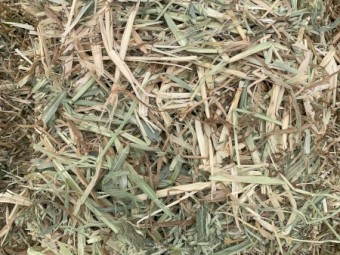 Oaten Hay - Small Squares