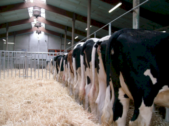 2000 heads of  Healthy Holstein Heifers cows