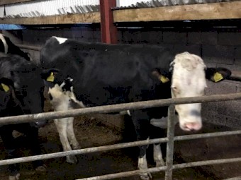 1000 heads of healthy Heifers available to go 