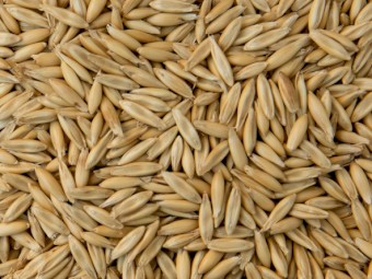 8mt Winteroo Oat Seed