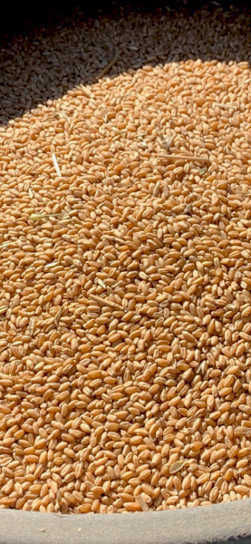 25mt Flanker Wheat Seed