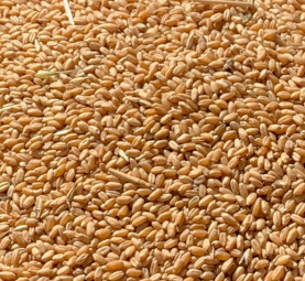 25mt Flanker Wheat Seed