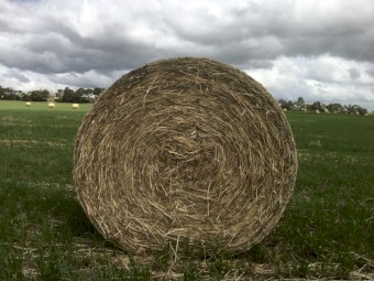 Italian Rye Grass - Round Bales