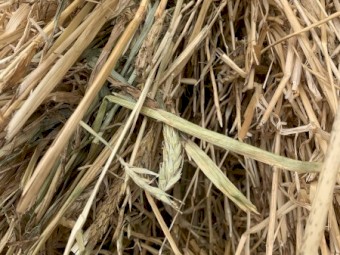 Awnless Barley Hay