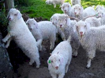 Angora goats for sale