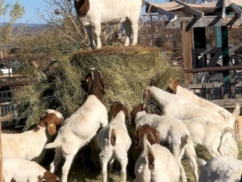 Live Pure Breed Boer Goat / 100% Full Blood Live Boer Goats / Live Goats