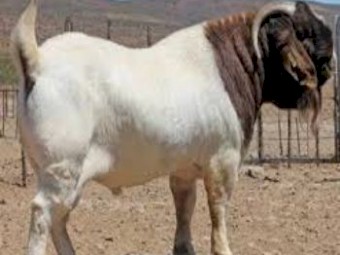 Healthy Live Saanen Goats for Sale
