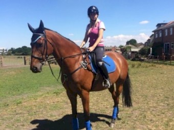 Stunning show jumper/all rounder 