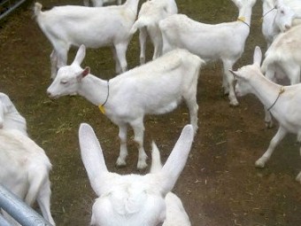 Healthy Live Saanen Goats for Sale