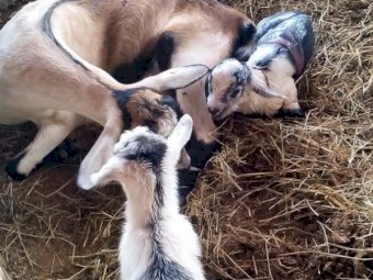 Alpine Goats, saneen, Hijazi, Nubian, pashmina, Boer live goats