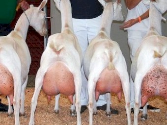 Full Blood Pregnant Saanen Goats