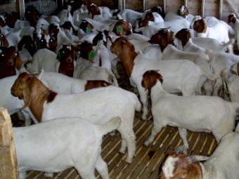 Full Blood Live Boer Goats / 100% Pure blood Mature boar goat for sale