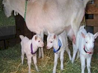 ALPINE DAIRY GOATS for sale