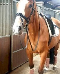 Stunning 8 year old Pacino Mare