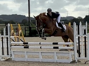 Stunning 16.2hh Chestnut Gelding For Sale