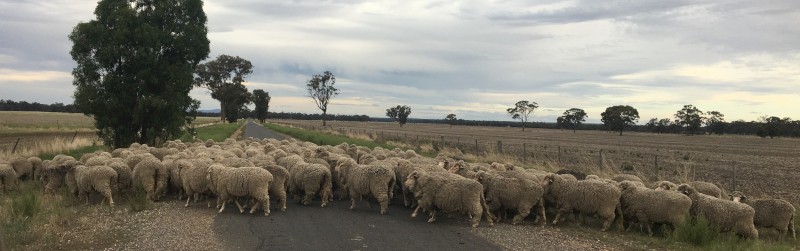 Merino Ewes highly selected (Scanned Merino Rams)