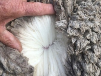 Merino Ewes highly selected (Scanned Merino Rams)