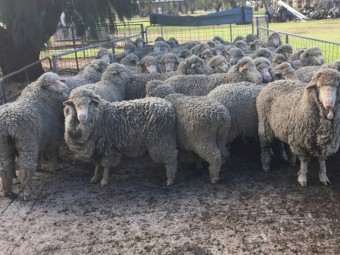 Merino Ewes highly selected (Scanned Merino Rams)