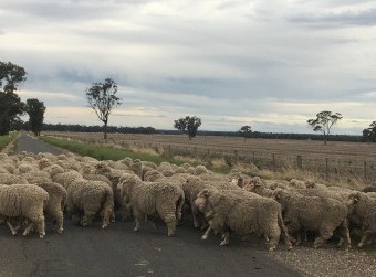 Merino Ewes highly selected (Scanned Merino Rams)