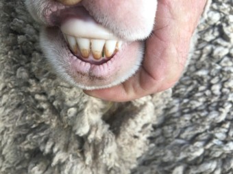 Merino Ewes highly selected (Scanned Merino Rams)