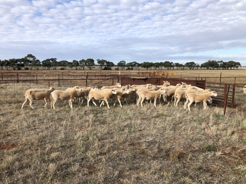 Wiltipol ewe lambs