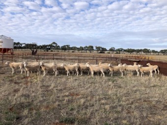 Wiltipol ewe lambs