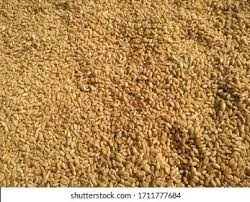 Seed Sceptre and Suntop