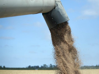 20mt Wheat Seconds off seed grader