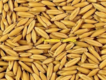 24mt Cleaned Yallara Oats