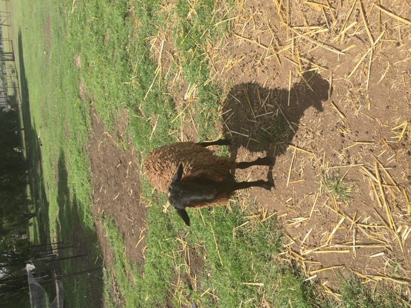 Black Dorper cross Ram