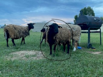 Black Dorper cross Ram