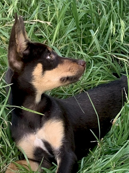 Australian Red and Tan Kelpie Pup
