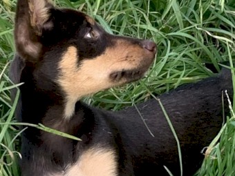 Australian Red and Tan Kelpie Pup